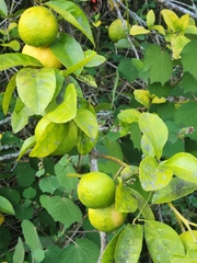 Citrus × aurantiifolia