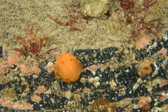 Doriopsilla carneola