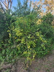 Citrus × aurantiifolia