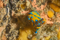 Tambja verconis