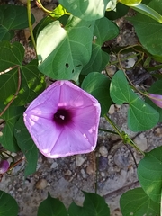 Ipomoea pedicellaris