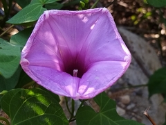 Ipomoea pedicellaris