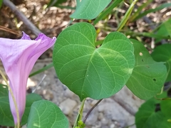 Ipomoea pedicellaris