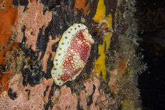Goniobranchus