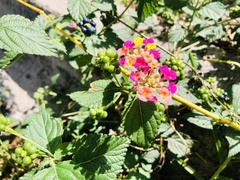 Lantana