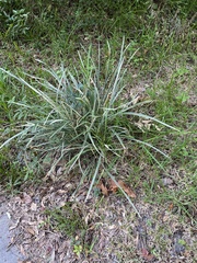 Paspalum floridanum