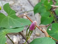 Ipomoea pedicellaris