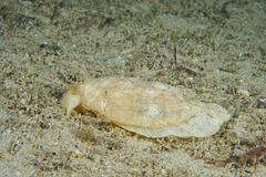 Pleurobranchaea maculata