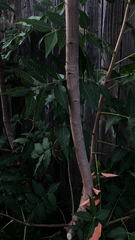 Azadirachta indica