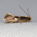 Fungus Moths, Clothes Moths, & Allies - Photo (c) Ken-ichi Ueda, some rights reserved (CC BY), uploaded by Ken-ichi Ueda