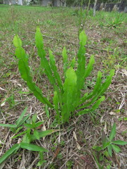 Baccharis trimera