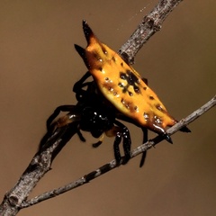 Gasteracantha quadrispinosa