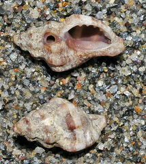 Ocenebra edwardsii