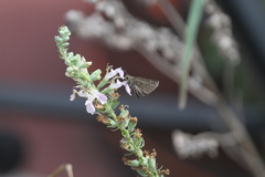 Teucrium canadense