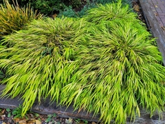 Hakonechloa macra