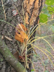 Tillandsia