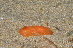 Doriopsilla carneola