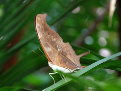 Marpesia petreus