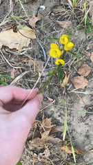 Stylosanthes biflora