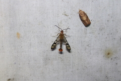 Synanthedon acerni