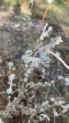 Froelichia floridana