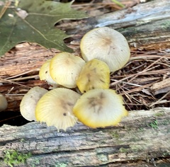 Xeromphalina cauticinalis