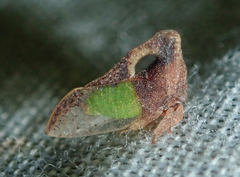 Lycoderides hippocampus