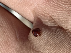 Chilocorus bipustulatus