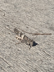 Trimerotropis pallidipennis