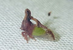 Lycoderides hippocampus