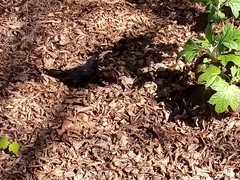 Turdus merula merula