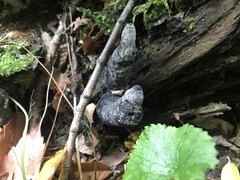 Xylaria polymorpha