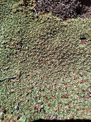 Azorella
