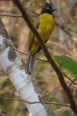 Rubigula flaviventris