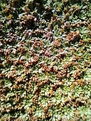 Azorella