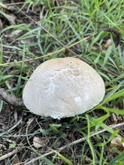 Agaricus californicus