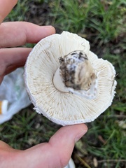 Agaricus californicus