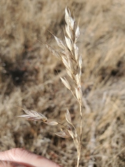 Bromus hordeaceus