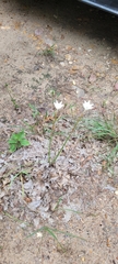 Zephyranthes chlorosolen