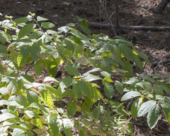 Oxydendrum arboreum