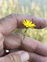Bradburia pilosa
