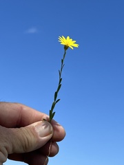 Bradburia pilosa