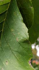 Phyllocnistis magnoliella