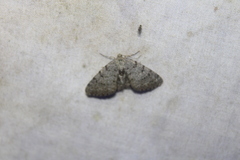 Aethalura intertexta