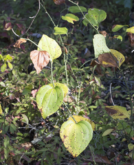 Smilax