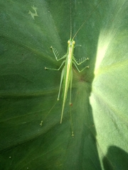 Phlugis ocraceovittata