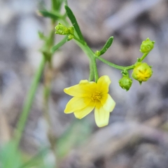 Gutierrezia texana