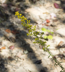 Solidago erecta