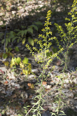 Solidago erecta