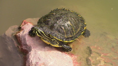 Pseudemys